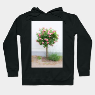 Rose bush, wall, rose, roses, pink, Putbus, Rügen, soft, flower Hoodie